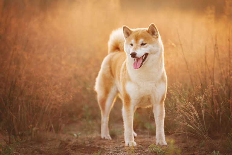 Shiba-inu