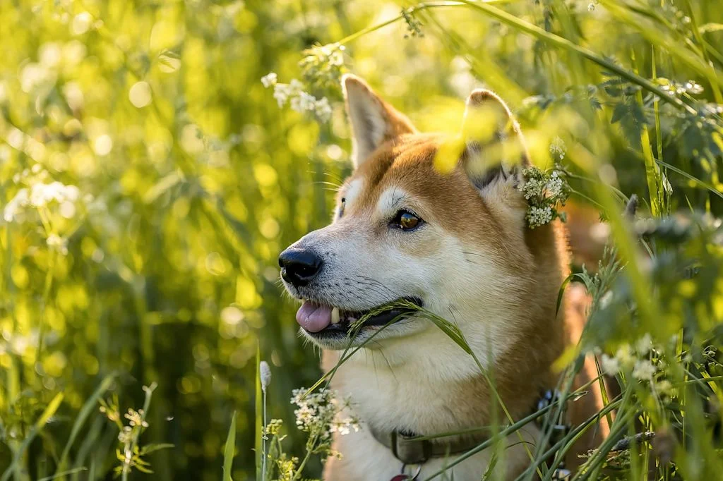 shiba inu dans herbe