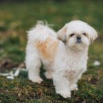 Race de chien : Shih tzu