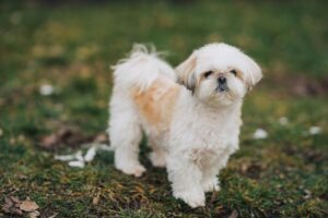 Shih-tzu