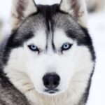 Race de chien : Siberian husky