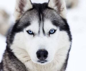 Siberian husky