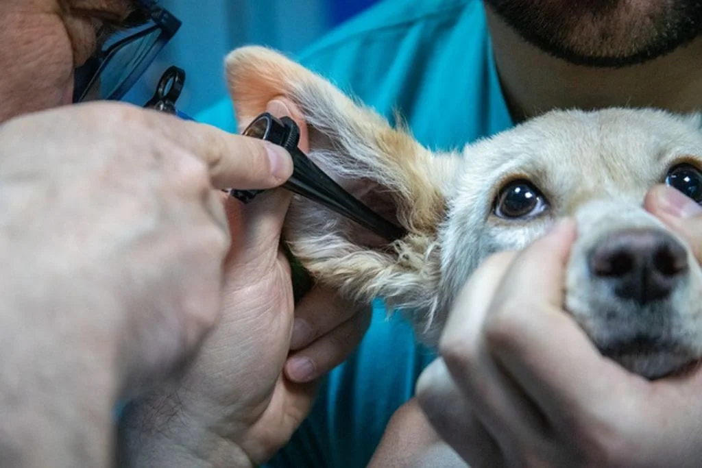 soins oreille chien