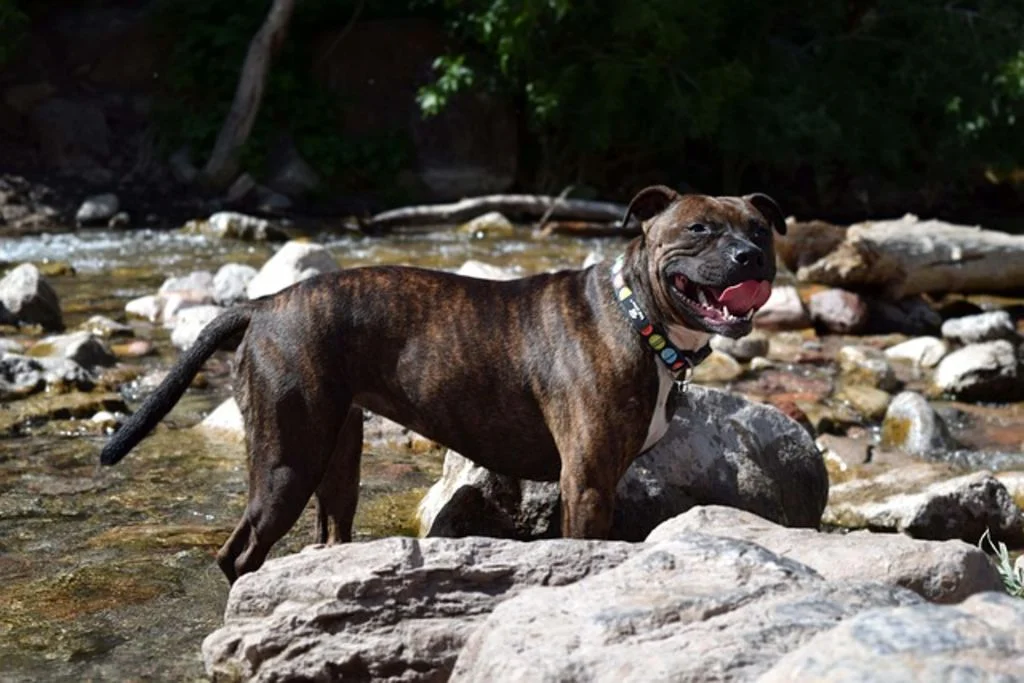 staffordshire bull terrier marron