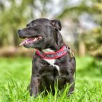 Race de chien : Staffordshire bull terrier staffie