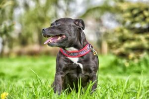 Staffordshire bull terrier (Staffie)
