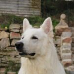 berger blanc suisse
