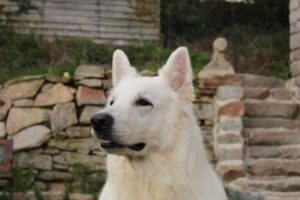 Berger blanc suisse