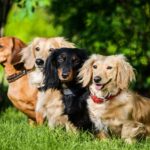 Race de chien : Teckel