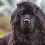 Race de chien : Terre neuve