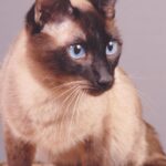Race de Chat : Thaï