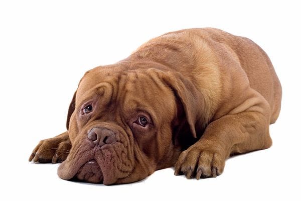 Les maladies parasitaires chez le chien : les reconnaître et les traiter