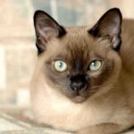 Race de Chat : Tonkinois