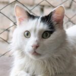 Race de Chat : Turc de Van