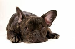 Apprendre à parler chien