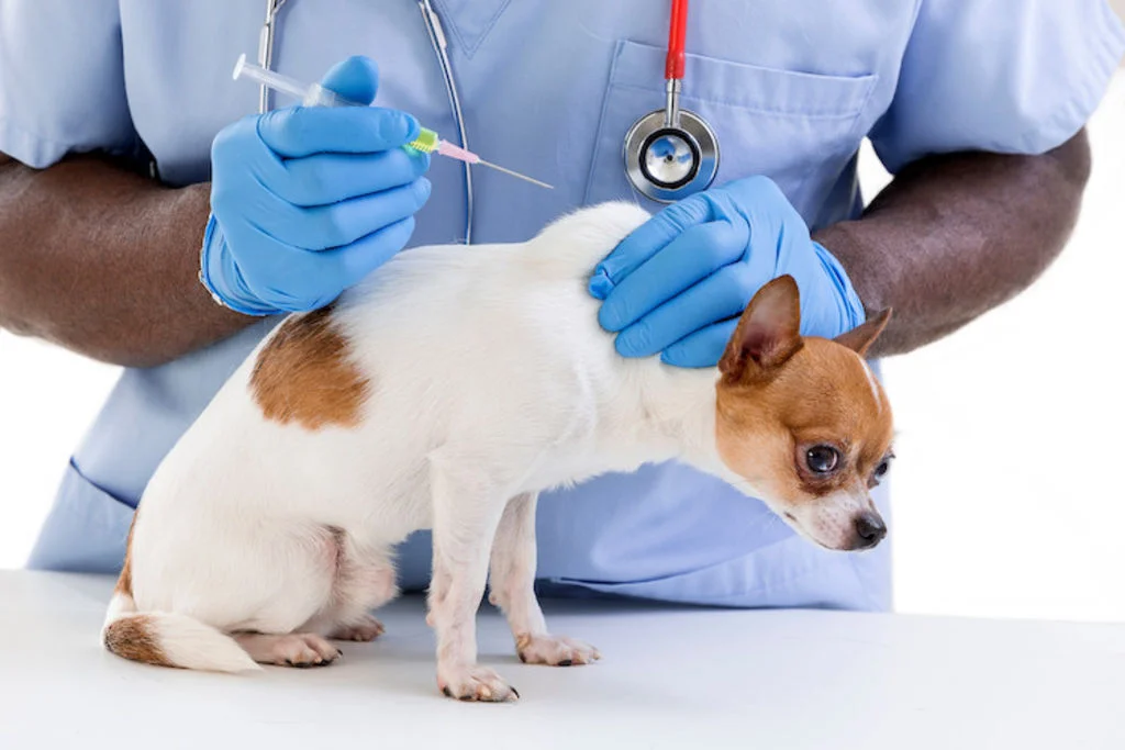 vaccination chien