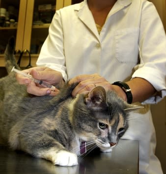 Vaccination chez le chat : une priorité