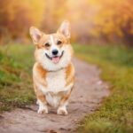 Race de chien : Welsh corgi