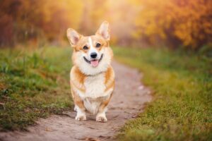 Welsh Corgi