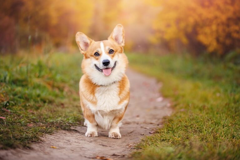 Welsh Corgi