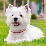 Race de chien : West higland white terrier