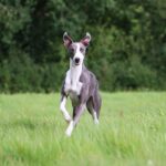 Race de chien : Whippet