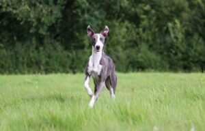 Whippet