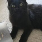 Race de Chat : York chocolat