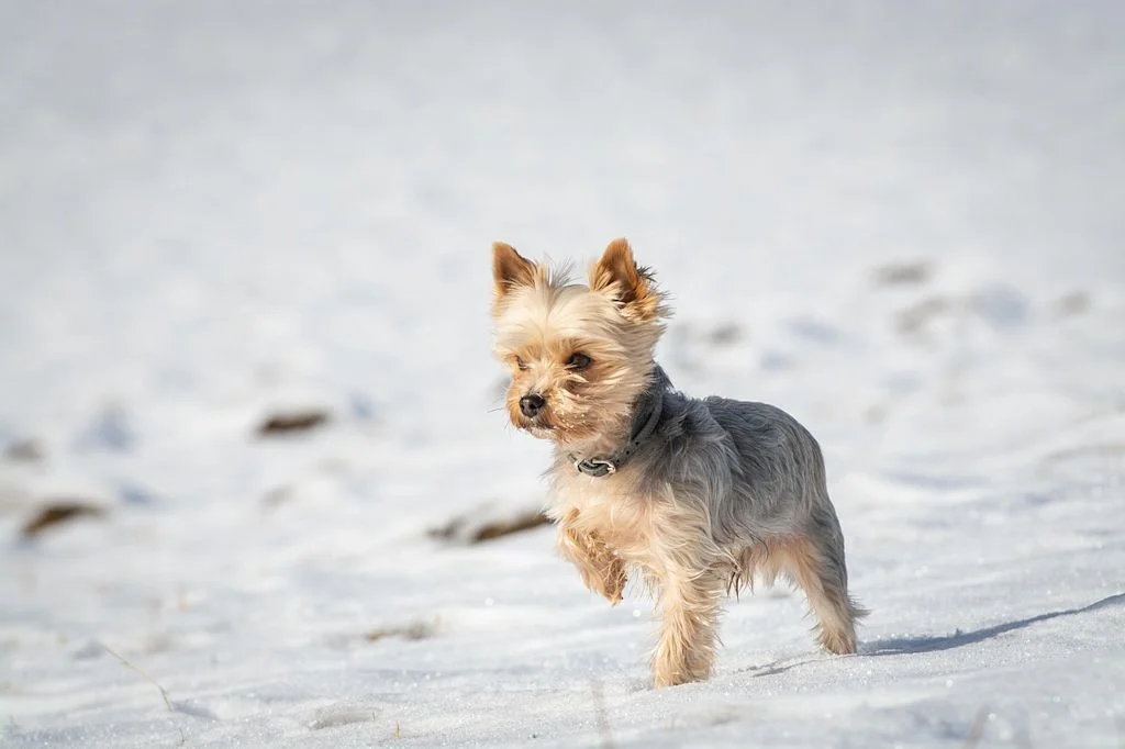 yorkie hiver neige