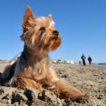 Race de chien : Yorkshire terrier