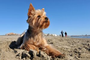 Yorkshire Terrier