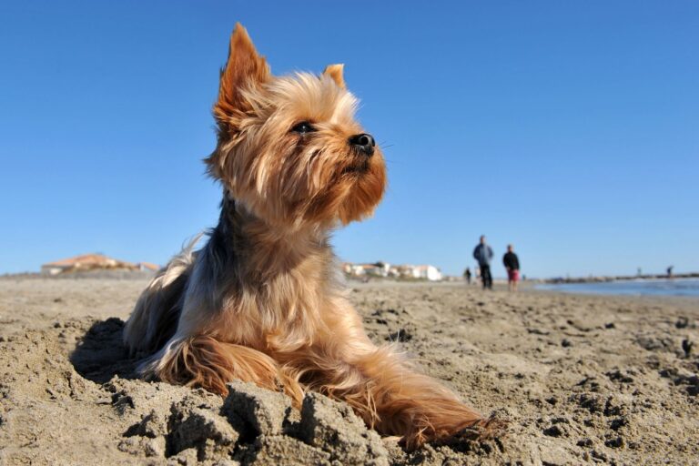 Yorkshire Terrier