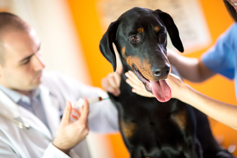 Implant contraceptif temporaire chez le chien : une alternative