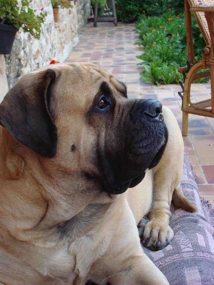 Croissance du chien : respectez sa nature !