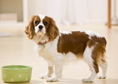 Allergie alimentaire du chien : comment la détecter