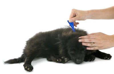Une pipette sur laquelle chiens et chats peuvent compter
