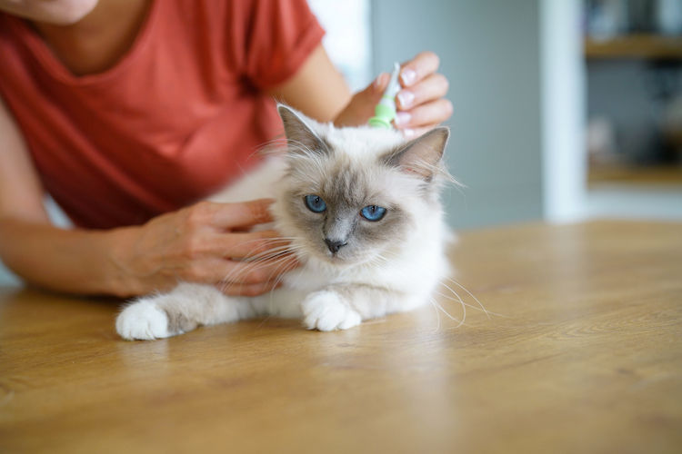 Comment appliquer efficacement une pipette à votre chat ?