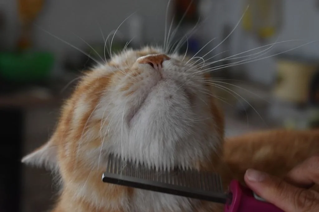 brosser son chat