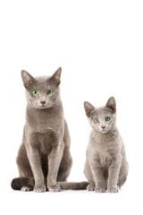 Connaître les differents types morphologiques du chat