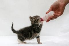 Sevrage chaton: quand la tétée est remplacée par le solide