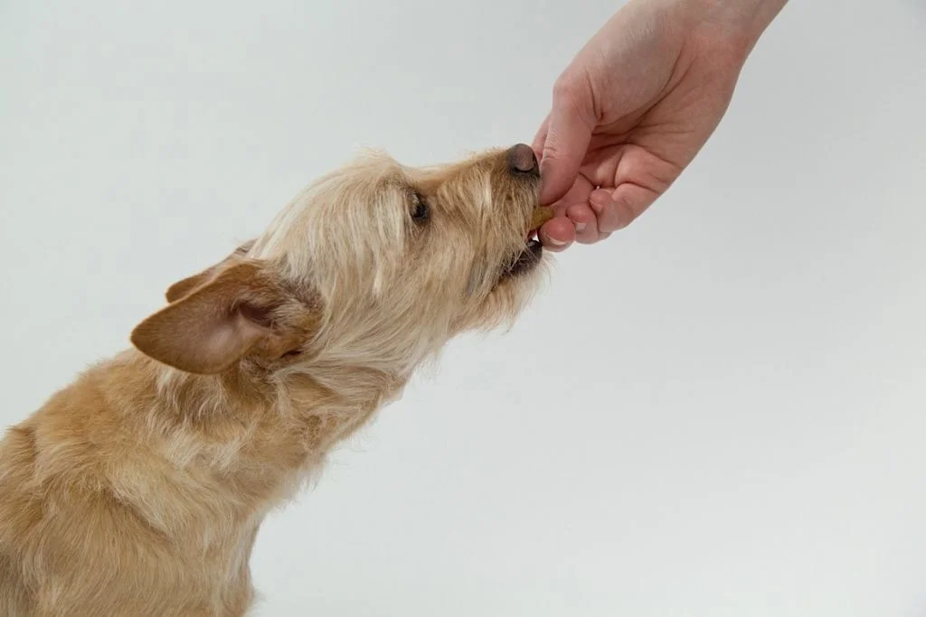 chien friandise