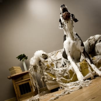 Mon chien casse la baraque ! Que faire ?