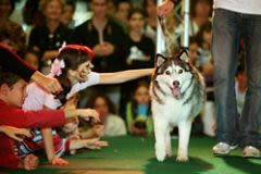Animal Expo-Paradisio : un salon à ne pas rater