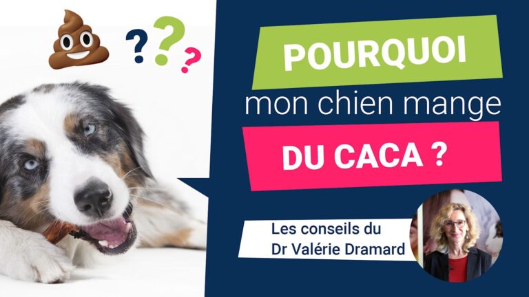 Coprophagie : pourquoi le chien mange-t-il ses crottes