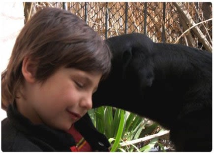 Handi’Chiens : 20 ans et 1 000 chiens d’assistance offerts