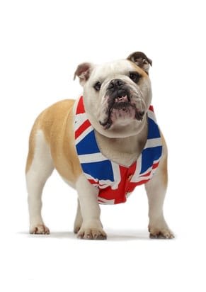 Assurance chien : la France en retard sur les Européens