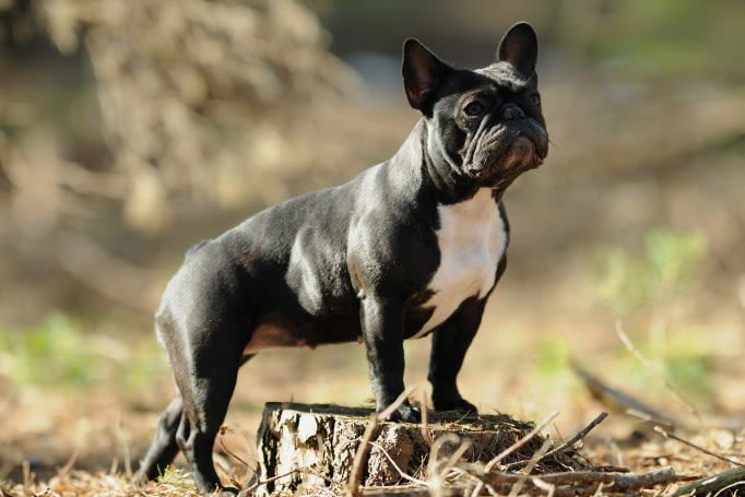 Bouledogue français : le mini molosse de très bonne compagnie