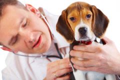 Une mutuelle pour chien et chat : à quoi ça sert ?
