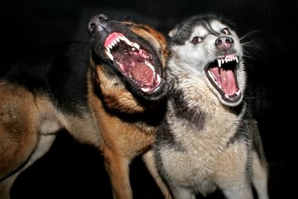 Comment se comporter face un chien agressif ?