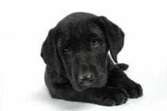 Piroplasmose : un antiparasitaire pour protéger le chien